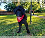 Small #2 Labradoodle