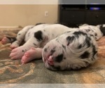 Small Photo #8 Great Dane Puppy For Sale in MARICOPA, AZ, USA