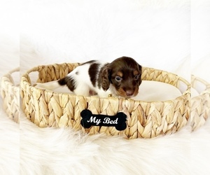 Dachshund Puppy for sale in DAVIS, CA, USA