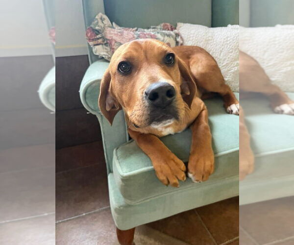 Medium Photo #5 Mutt Puppy For Sale in Osgood, IN, USA