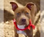 Small American Staffordshire Terrier Mix
