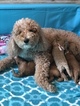 Small Photo #8 Goldendoodle Puppy For Sale in LEXINGTON, SC, USA