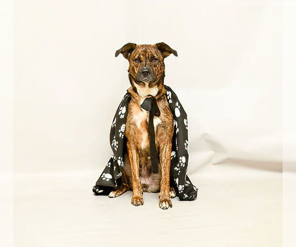 Medium Photo #2 Mutt Puppy For Sale in Sanford, FL, USA
