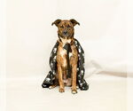 Small #1 Mutt