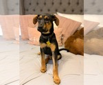 Small German Pinscher-Rottweiler Mix