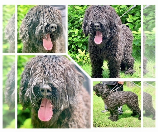 Medium Photo #4 Black Russian Terrier Puppy For Sale in S CHARLESTON, WV, USA