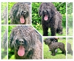 Small #3 Black Russian Terrier