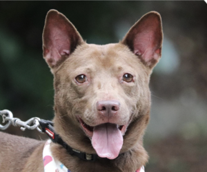 Shiba Inu-Unknown Mix Dogs for adoption in San Ramon, CA, USA