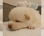 Small Photo #6 Shiba Inu Puppy For Sale in DALY CITY, CA, USA