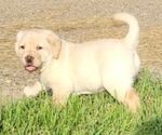 Puppy Red caller Labrador Retriever