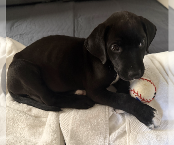 Medium Photo #3 Great Dane-Labrador Retriever Mix Puppy For Sale in Brooklyn, NY, USA