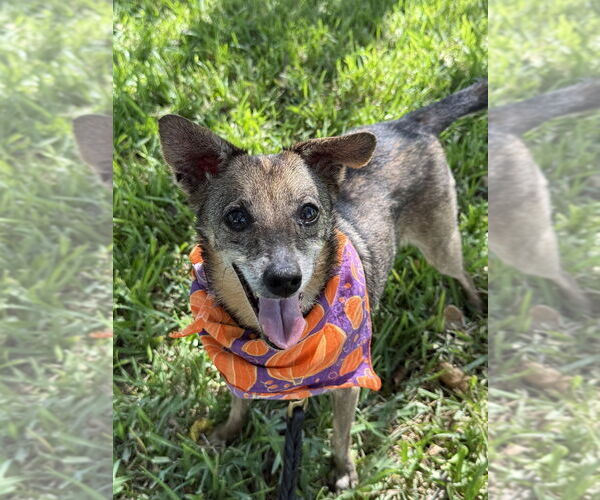 Medium Photo #5 Mutt Puppy For Sale in San Leon, TX, USA