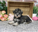 Small Schnauzer (Miniature)