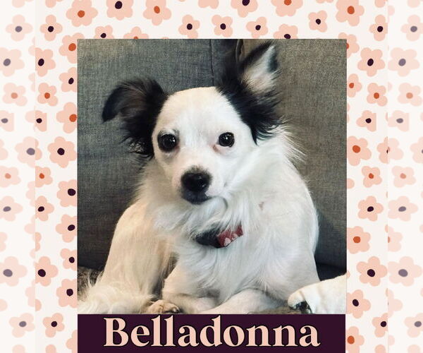 Medium Photo #1 Chiranian Puppy For Sale in Littleton, CO, USA