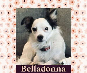 Chiranian Dogs for adoption in Littleton, CO, USA