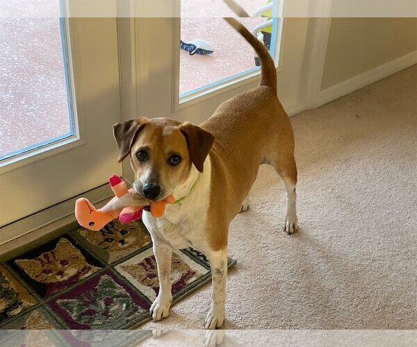 Medium Photo #1 Beagle-Unknown Mix Puppy For Sale in Sanford, FL, USA
