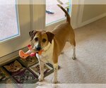 Small Photo #1 Beagle-Unknown Mix Puppy For Sale in Sanford, FL, USA