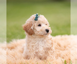 Small Photo #27 Goldendoodle (Miniature) Puppy For Sale in WARSAW, IN, USA