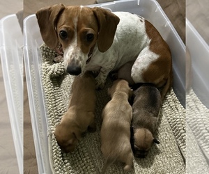 Mother of the Chiweenie puppies born on 03/20/2025