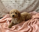 Small Photo #5 Goldendoodle (Miniature) Puppy For Sale in WASHINGTON, IN, USA