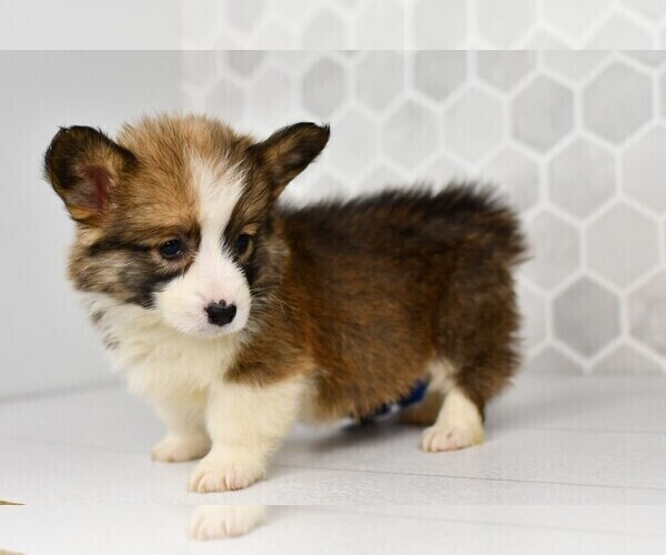 Medium Photo #9 Pembroke Welsh Corgi Puppy For Sale in MIDDLEBURY, IN, USA