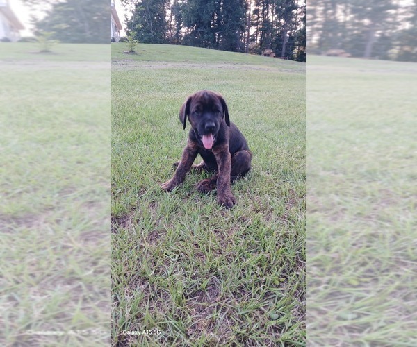 Medium Photo #4 Mastiff Puppy For Sale in BRANTLEY, AL, USA