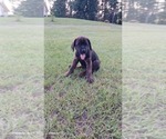 Small #3 Mastiff
