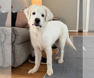 Great Pyrenees Dogs for adoption in Houston, TX, USA