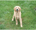 Giana - Female Golden Retriever Puppy for Sale - Photo #4