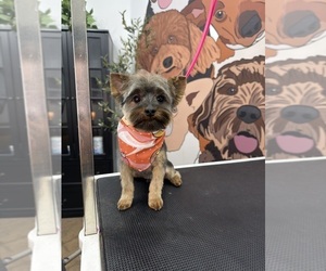 Father of the Yorkshire Terrier puppies born on 04/24/2026
