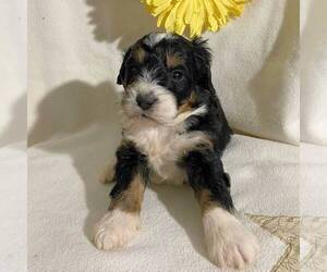 Bernedoodle-Poodle (Miniature) Mix Puppy for sale in FT PLAIN, NY, USA