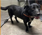 Small Australian Kelpie Mix