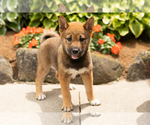 Puppy Jocelyn Shiba Inu