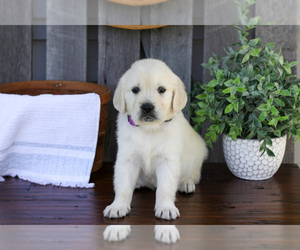 Medium English Cream Golden Retriever