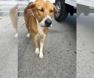 Mutt Dogs for adoption in Houston, TX, USA