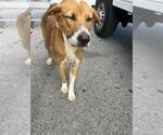 Small Mutt