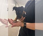 Small Photo #7 Mutt Puppy For Sale in Wyoming, MI, USA