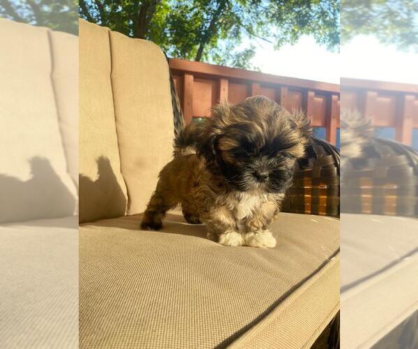 Medium Photo #1 Shih Tzu Puppy For Sale in AURORA, CO, USA