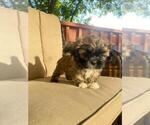 Small Photo #1 Shih Tzu Puppy For Sale in AURORA, CO, USA