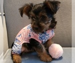 Small #37 Yorkshire Terrier