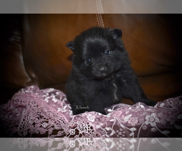 Medium Photo #2 Pomeranian Puppy For Sale in GRAYSON, LA, USA