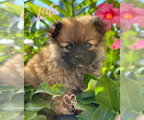 Medium Photo #6 Pomeranian Puppy For Sale in ELMHURST, IL, USA