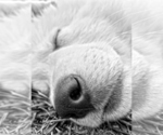 Small Photo #27 German Shepherd Dog Puppy For Sale in WASHINGTON, NJ, USA