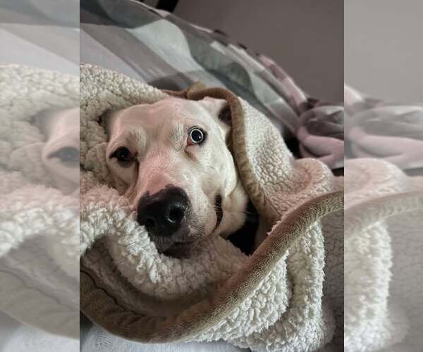 Medium Photo #4 American Pit Bull Terrier-Unknown Mix Puppy For Sale in Martinsburg, WV, USA