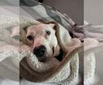 Small #3 American Pit Bull Terrier Mix