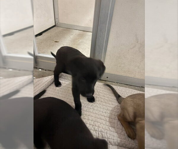 Medium Photo #1 Labrador Retriever-Unknown Mix Puppy For Sale in Stockton, CA, USA