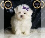Puppy Mila Maltese