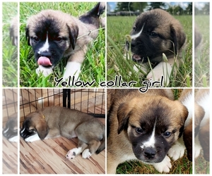 Saint Bernard-Siberian Husky Mix Puppy for sale in ONONDAGA, MI, USA