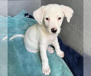 Donte - Male Pointer-Unknown Mix Dog for Adoption - Photo #6