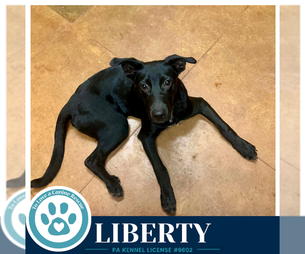 Medium Photo #2 Labrador Retriever-Unknown Mix Puppy For Sale in Kimberton, PA, USA